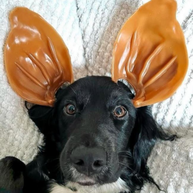 Mak's Patch Pig Ear Dog Treats - Product Image 2