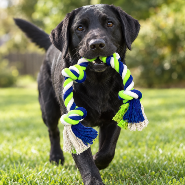 Pup & Purr Fantastic Four Knot Rope Dog Toy - Product Image 4