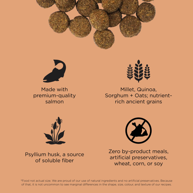 GO! Solutions Digestion + Gut Health Salmon Dry Dog Food - Product Image 2