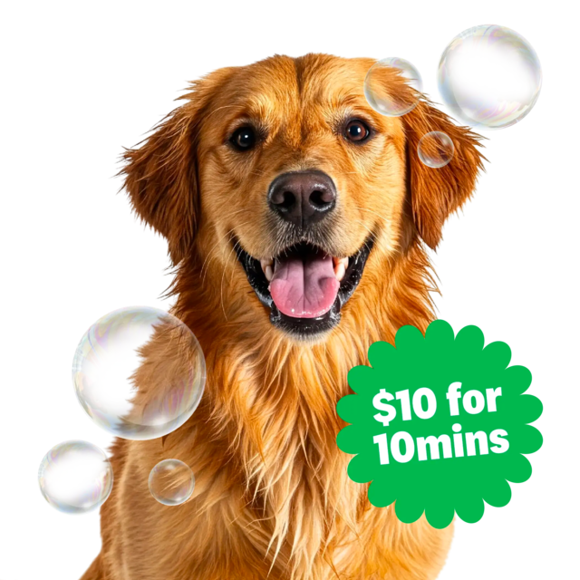 Single Dog Wash - Product Image