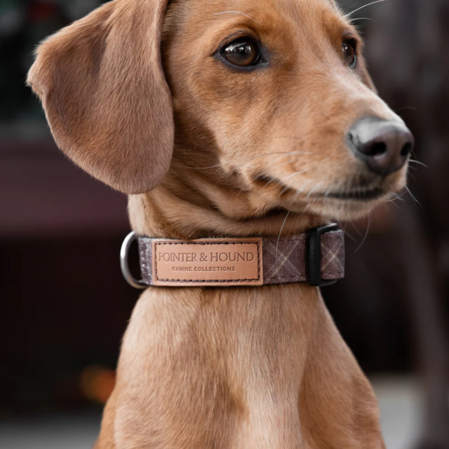 Pointer & Hound Signature Dog Collar - Product Image 2