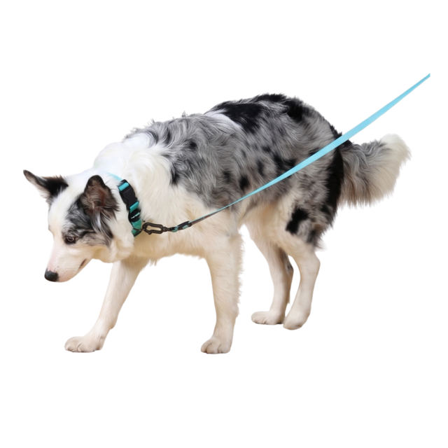 M-PETS Gentle Dog Leash - Product Image 3