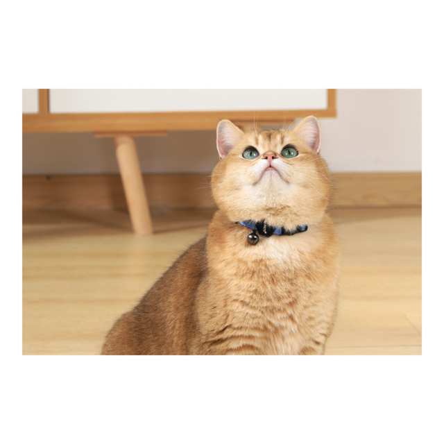M-PETS Gentle Cat Collar - Product Image 8