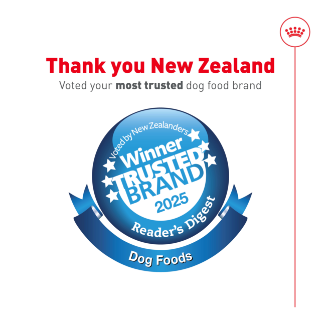 Royal Canin Medium Ageing Loaf Canned Wet Dog Food - Product Image 1