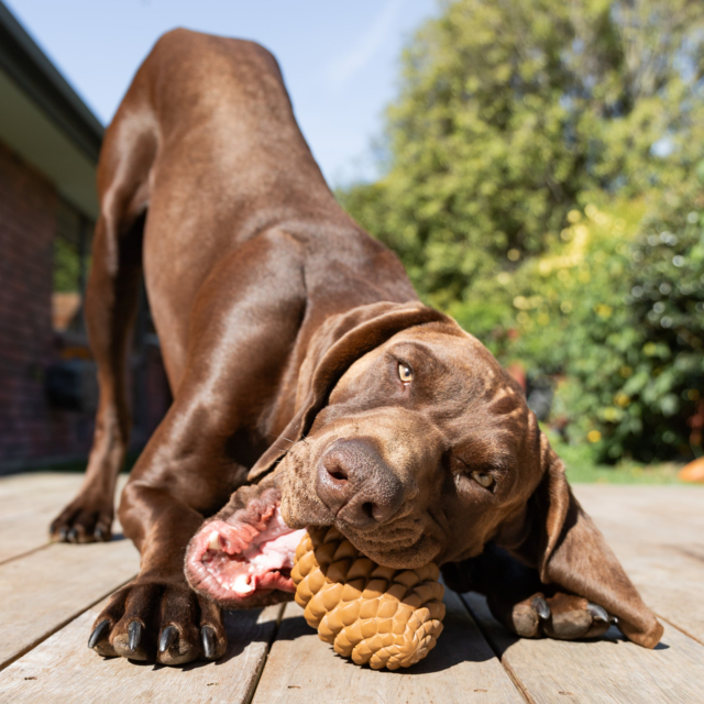 Pointer & Hound Pinecone Dog Toy - Product Image 4