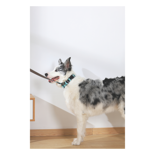 M-PETS Gentle Dog Collar - Product Image 3