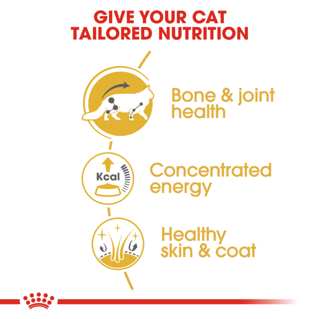 Royal Canin Maine Coon Adult Wet Cat Food - Product Image 2
