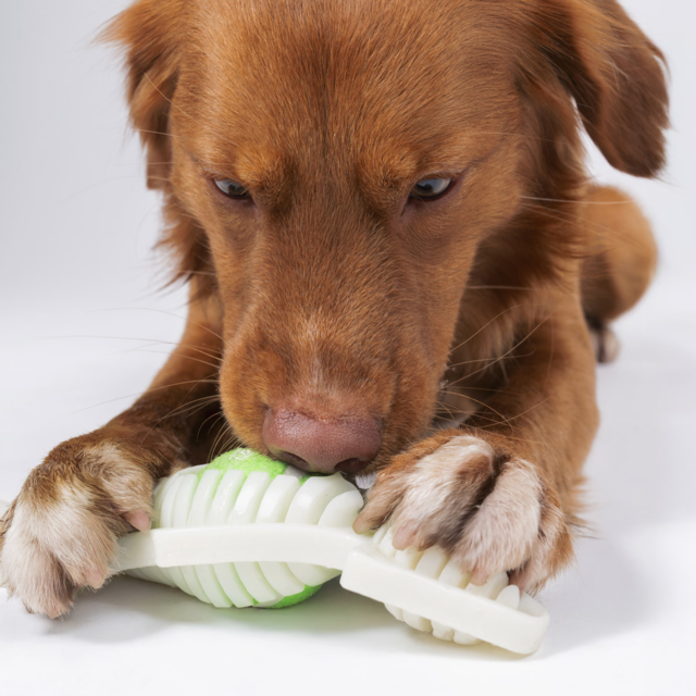 JOYSER Slimmy Glow in the Dark Rubber Fox Dog Toy - Product Image 4