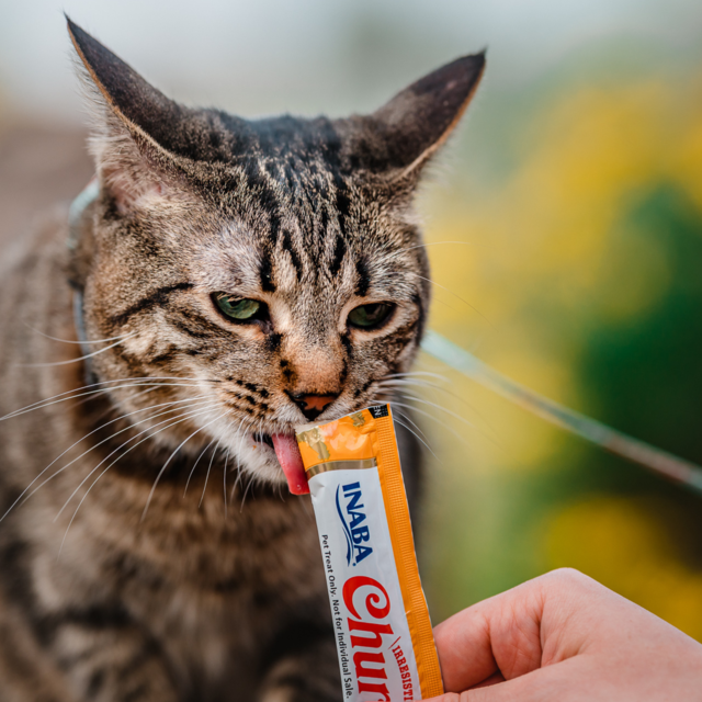 Inaba Churu Tuna & Chicken Varieties Box Cat Treats - Product Image 5