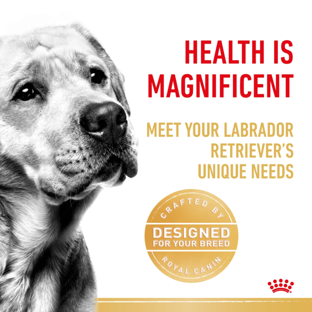 Royal Canin Labrador Retriever Adult Dry Dog Food - Product Image 3