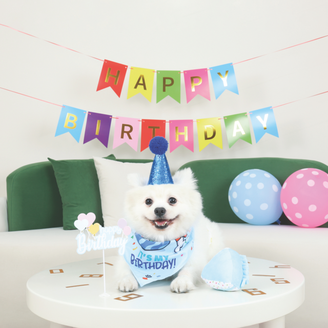 M-PETS Party Time Gentleman Birthday Party Pack For Dogs - Product Image 2