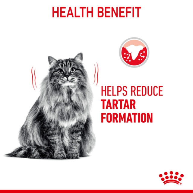 Royal Canin Dental Care Dry Cat Food - Product Image 2