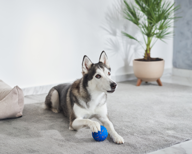 Cheerble Wicked Ball Air Smart Dog Toy - Product Image 13