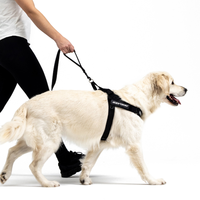 EzyDog Soft Trainer Dog Standard - Product Image 8