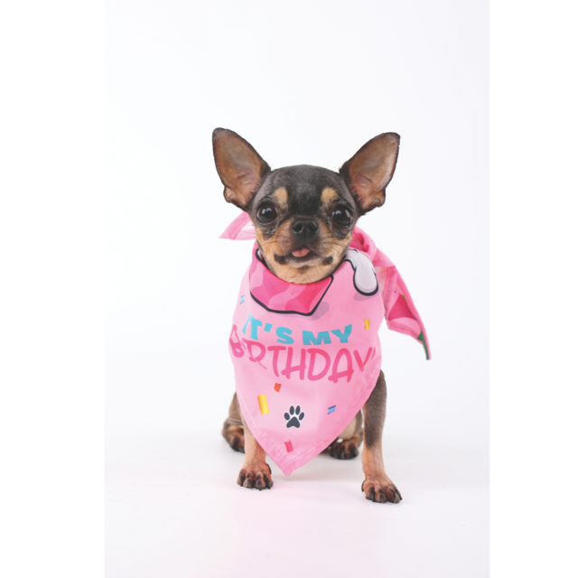 M-PETS Party Time Lady Birthday Party Pack For Dogs - Product Image 11