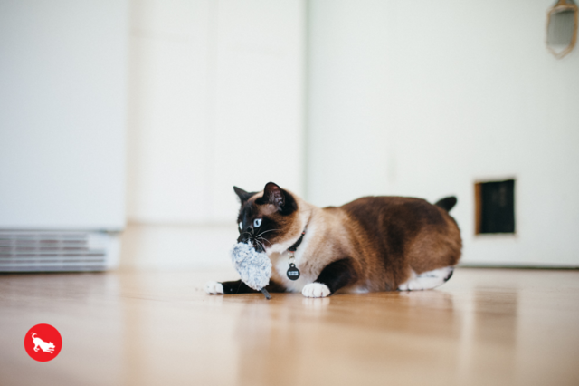 P.L.A.Y. Feline Frenzy Catch a Meowse Cat Toy - Product Image 2