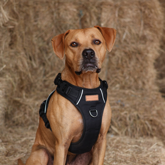 Pointer & Hound Signature Dog Harness - Product Image 10