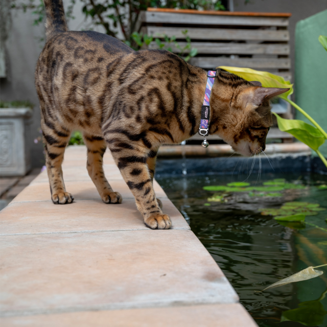 Rogz Fusioncat Safety Release Cat Collar - Product Image 5