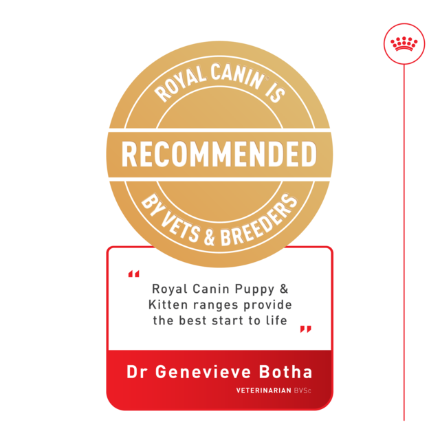 Royal Canin British Shorthair Kitten Dry Cat Food - Product Image 9