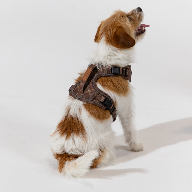 Pointer & Hound Signature Dog Harness - Product Image 4