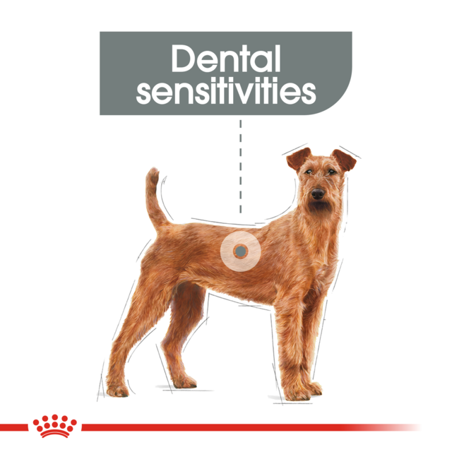 Royal Canin Medium Dental Care Dry Dog Food - Product Image 2
