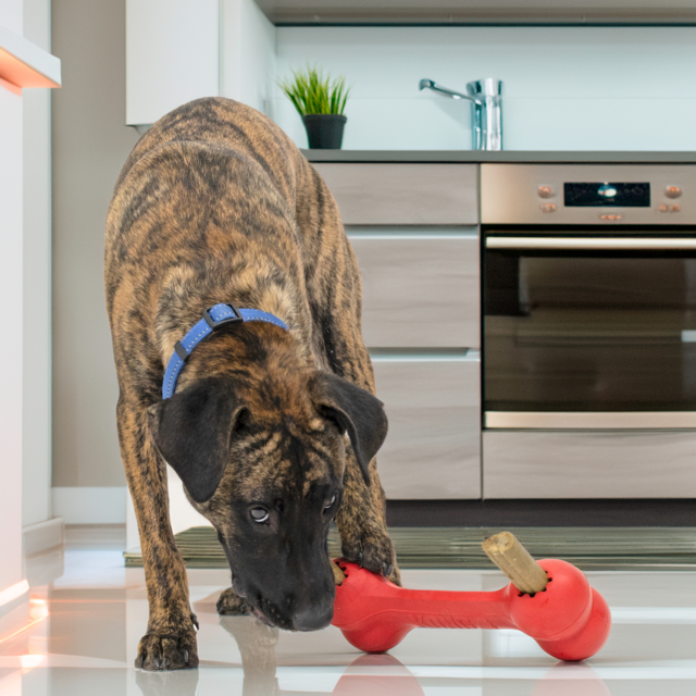 KONG Goodie Bone Classic Dog Toy - Product Image 3
