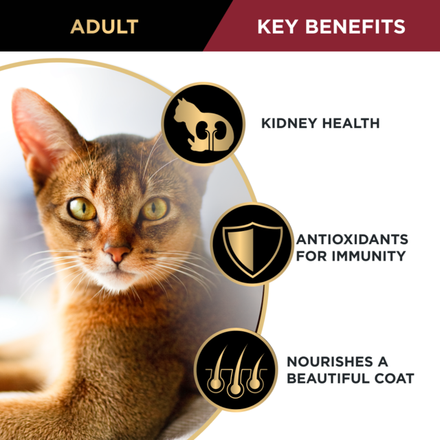 Pro Plan Adult Chicken Dry Cat Food Trial Bag - Product Image 3