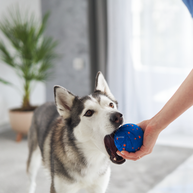 Cheerble Wicked Ball Air Smart Dog Toy - Product Image 12