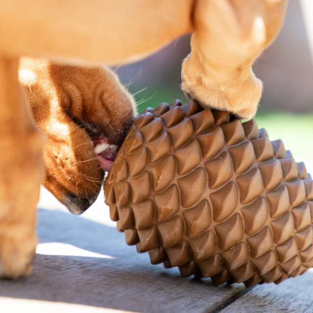 Pointer & Hound Pinecone Dog Toy - Product Image 5