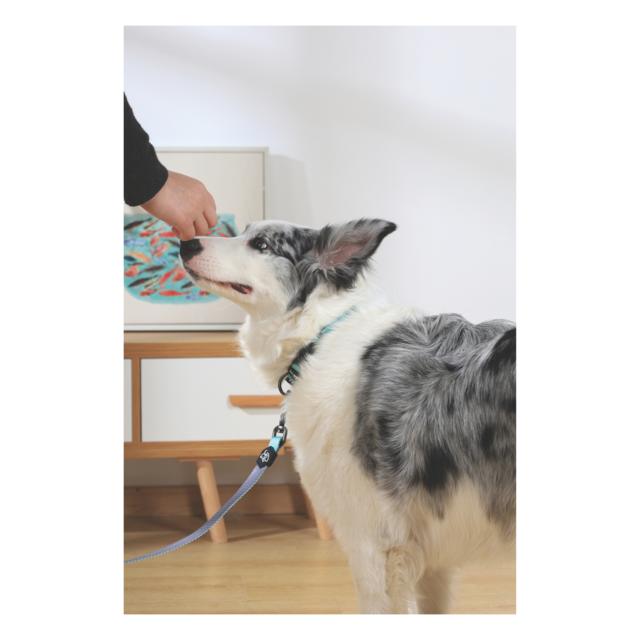 M-PETS Gentle Dog Collar - Product Image 4