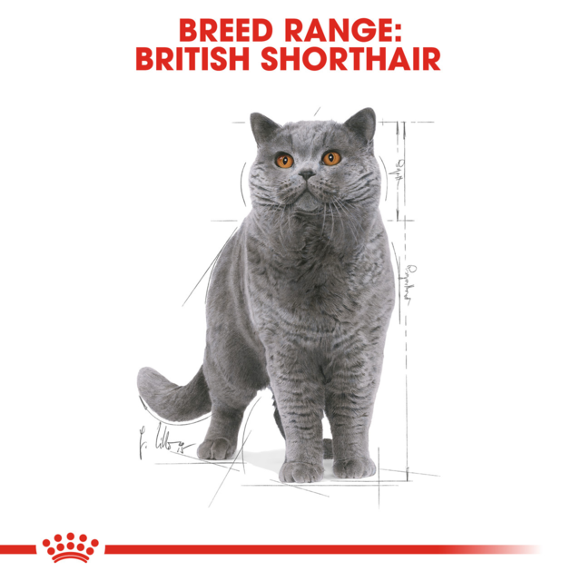 Royal Canin British Shorthair Adult Wet Cat Food - Product Image 2