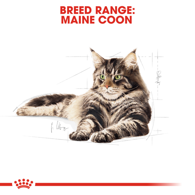 Royal Canin Maine Coon Adult Wet Cat Food - Product Image 1