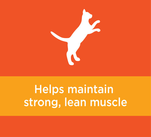 IAMS Proactive Health Adult Chicken Dry Cat Food - Product Image 8