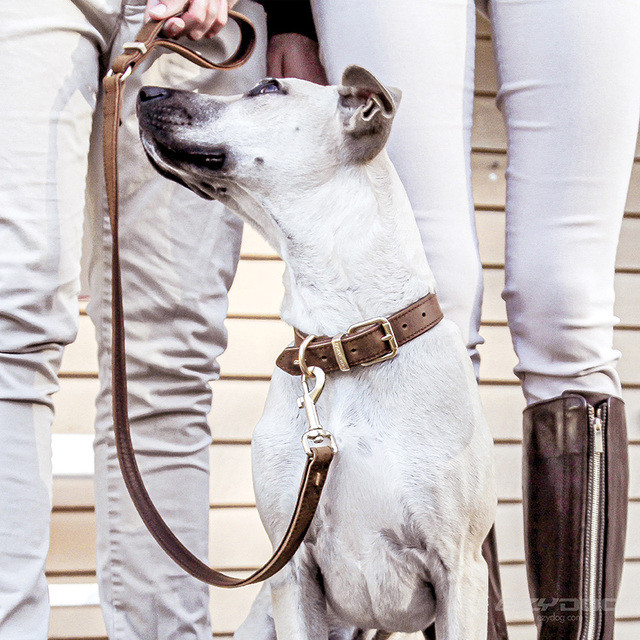 EzyDog Oxford Leather Lead - Product Image 4