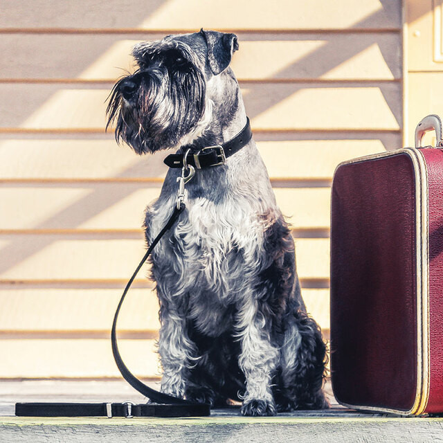 EzyDog Oxford Leather Lead - Product Image 5