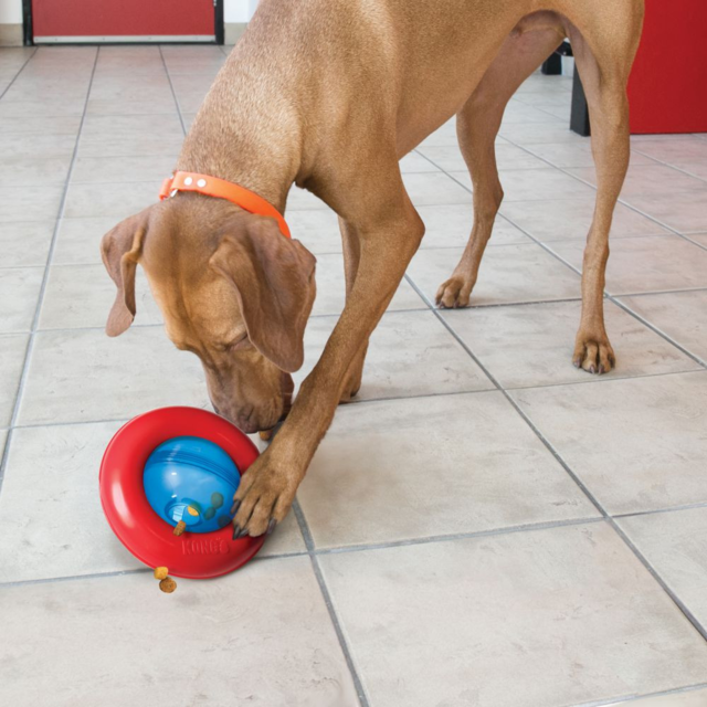 KONG Gyro Ball Dog Toy - Product Image 1