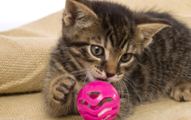 Hartz Midnight Crazies Ball Pack Cat Toy - Product Image 2