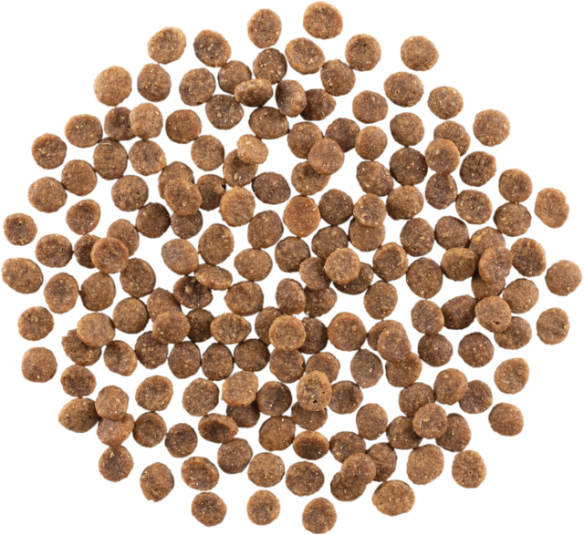 GO! Solutions Skin + Coat Care Salmon Dry Cat Food - Product Image 2