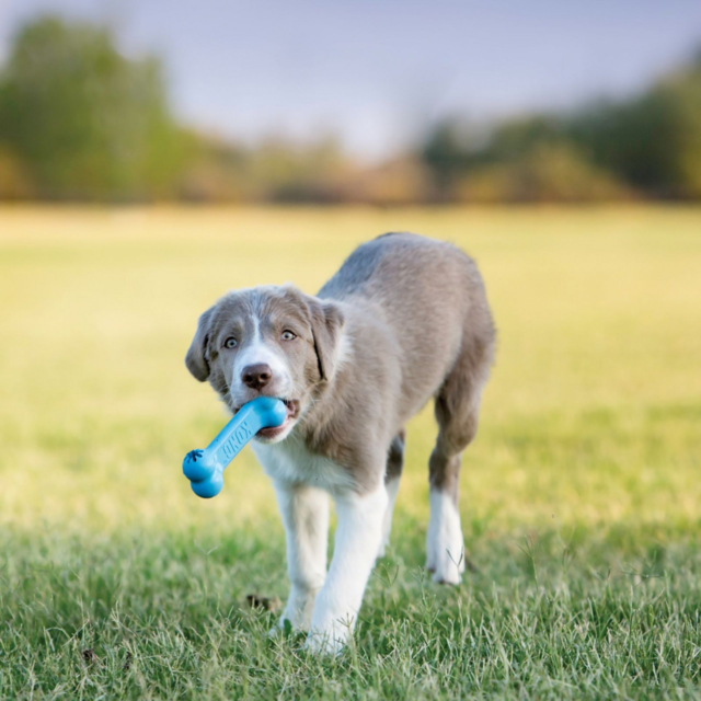 KONG Puppy Goodie Bone Dog Toy - Product Image 3