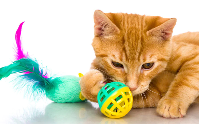 Hartz Value Pack Cat Toys - Product Image 0