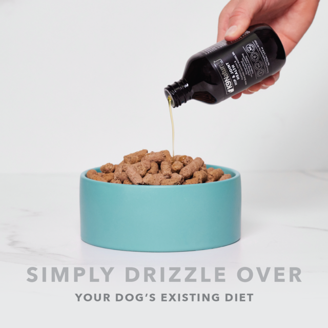 brain diet for dogs