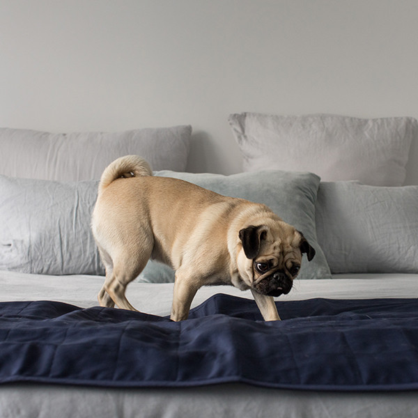 Billy Beds Pet Pad - Product Image 3