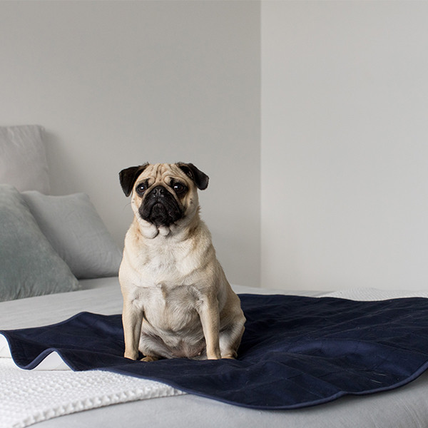 Billy Beds Pet Pad - Product Image 6