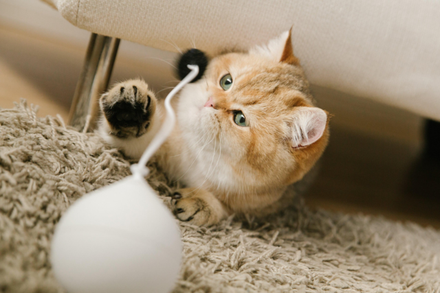 Pidan Balloon Cat Toy - Product Image 2