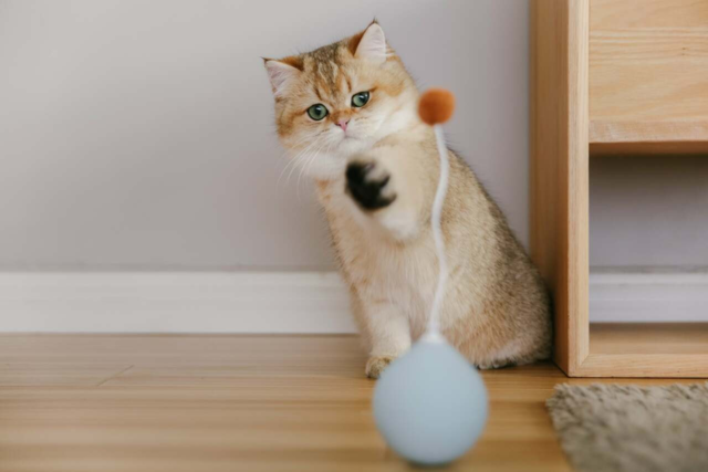 Pidan Balloon Cat Toy - Product Image 3