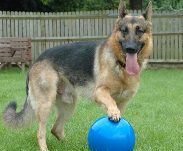 Company of Animals Boomer Ball Dog Toy - Petdirect