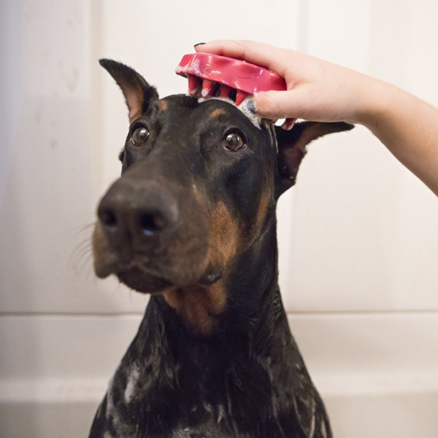 KONG Zoom Groom for Dogs Pet Direct