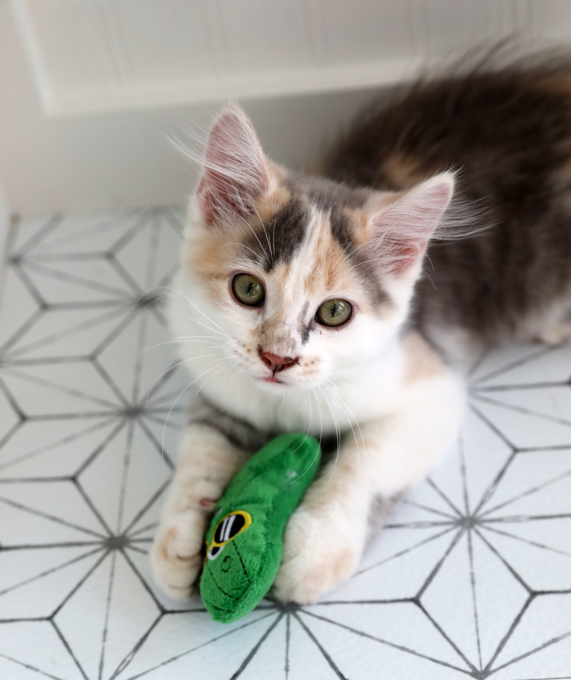 Mad Cat Cool Cucumber Cat Toy Pet Direct