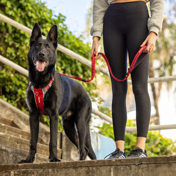 EzyDog XLink Harness Pet Direct