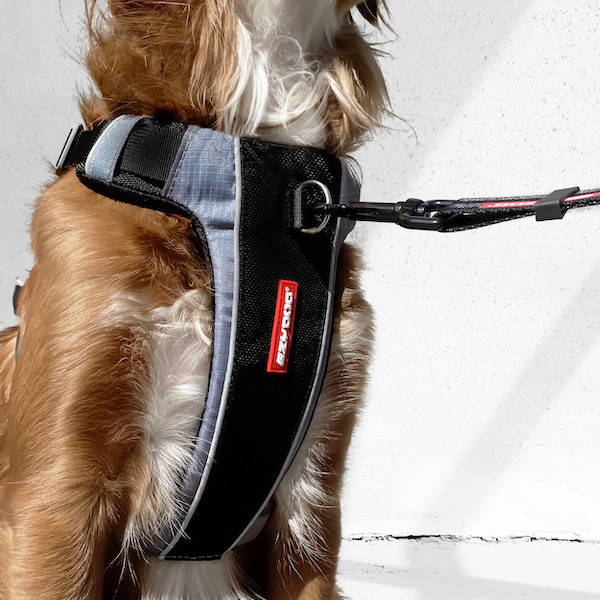EzyDog XLink Harness Pet Direct